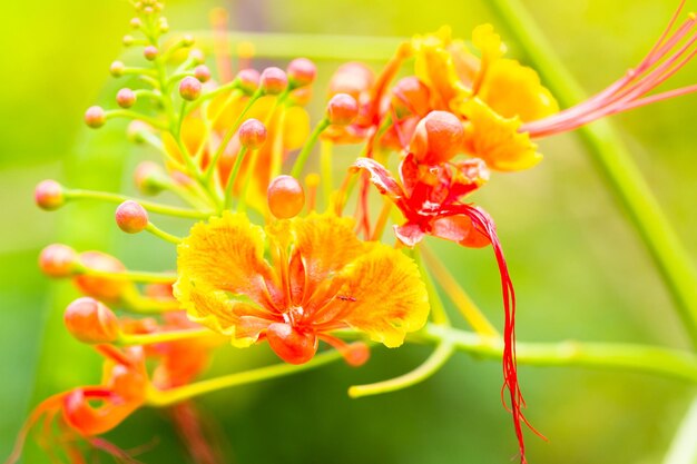 Close-up of red flowering plant