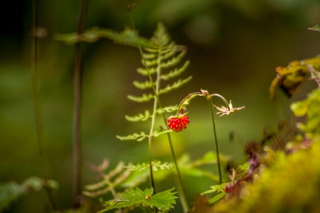 Photo close-up of red flowering plant