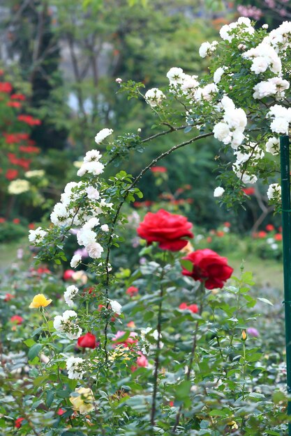 Close-up of red flowering plant