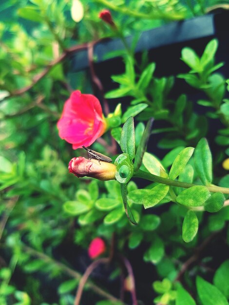 Close-up of red flowering plant