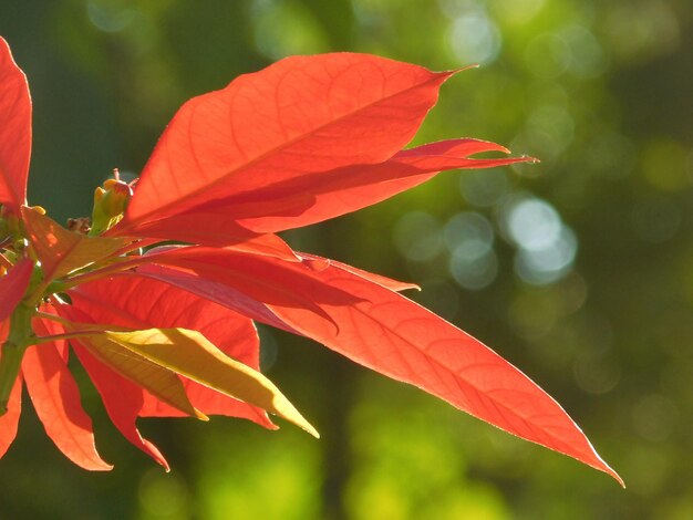 Foto close-up di una pianta a fiore rosso