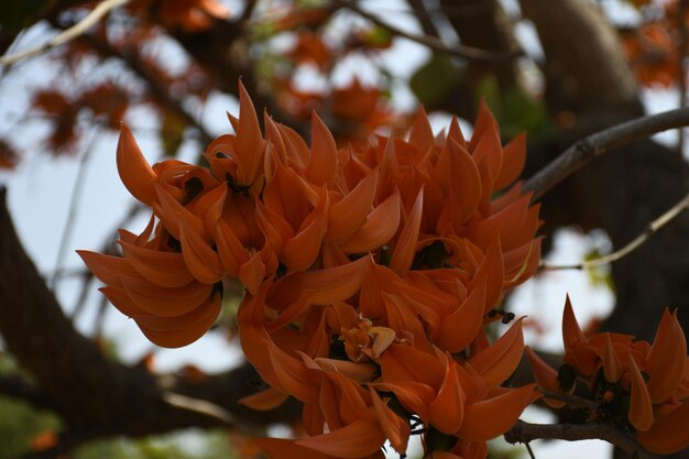 Foto close-up di una pianta a fiore rosso