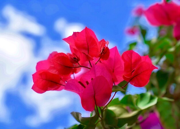 Close-up of red flowering plant