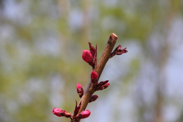 Photo close-up of red flowering plant