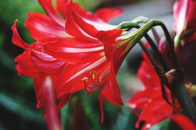 Photo close-up of red flowering plant