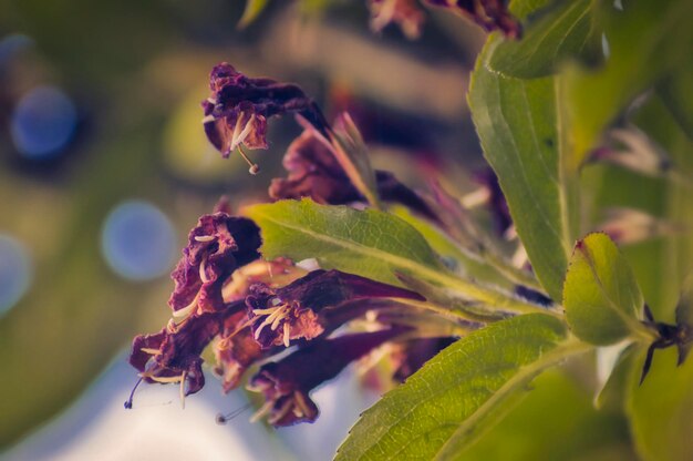 Foto prossimo piano di una pianta a fiori rossi