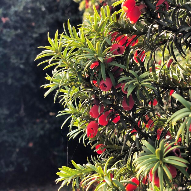 Photo close-up of red flowering plant