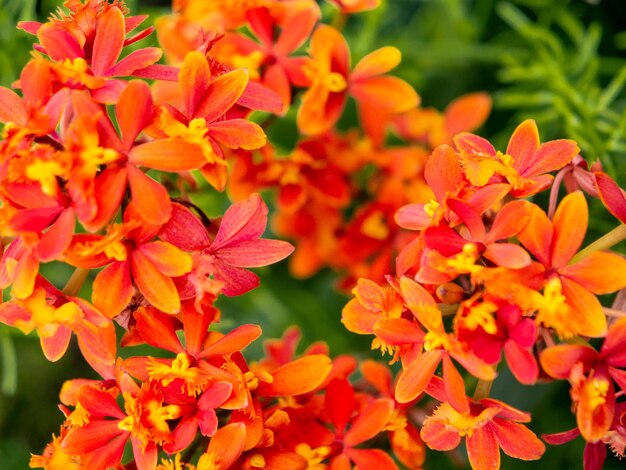 Close-up of red flowering plant