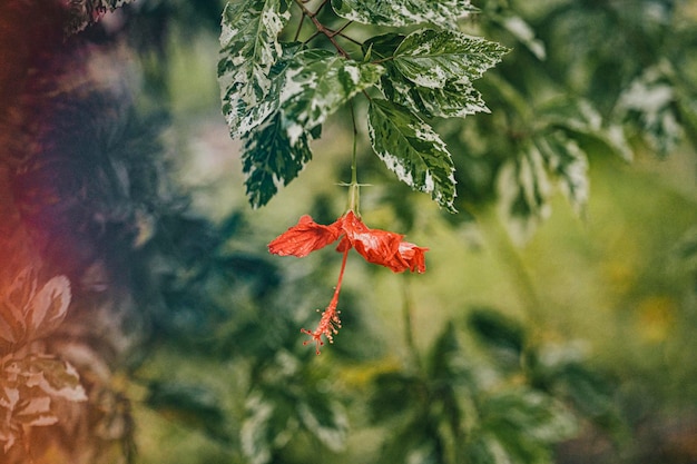 Photo close-up of red flowering plant