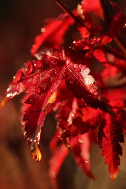 close-up of red flowering plant
