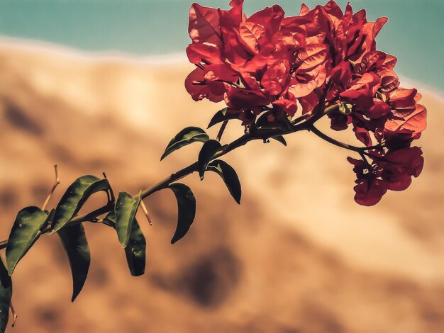 Photo close-up of red flowering plant