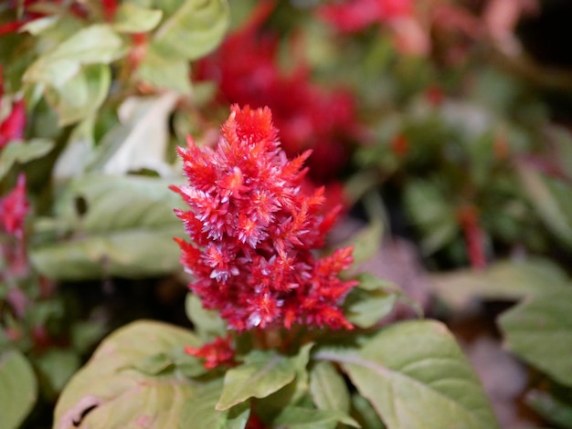 Photo close-up of red flowering plant