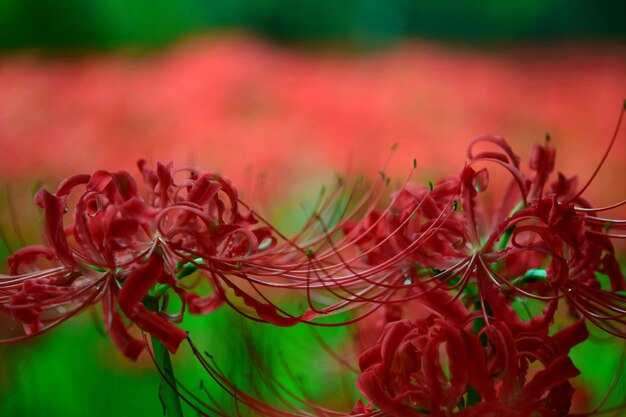 Close-up of red flowering plant