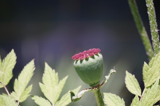 Foto prossimo piano di una pianta a fiori rossi