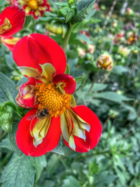 Close-up of red flowering plant