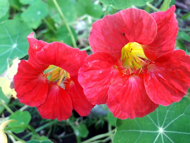 Close-up of red flowering plant