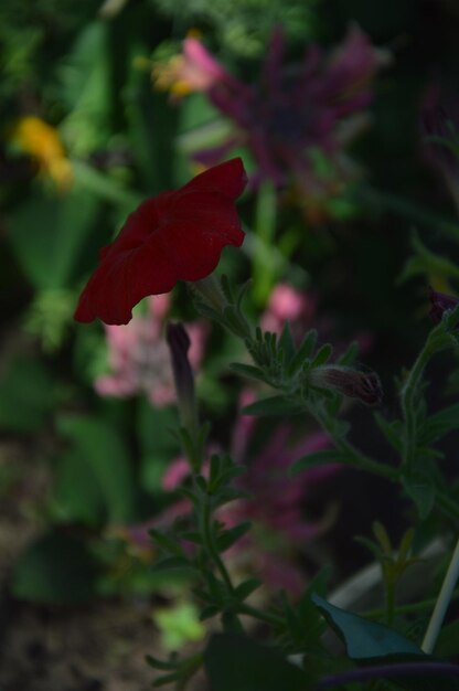 Close-up of red flowering plant