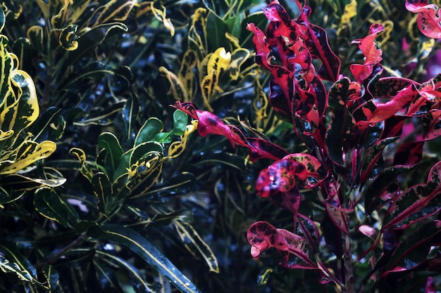 Photo close-up of red flowering plant