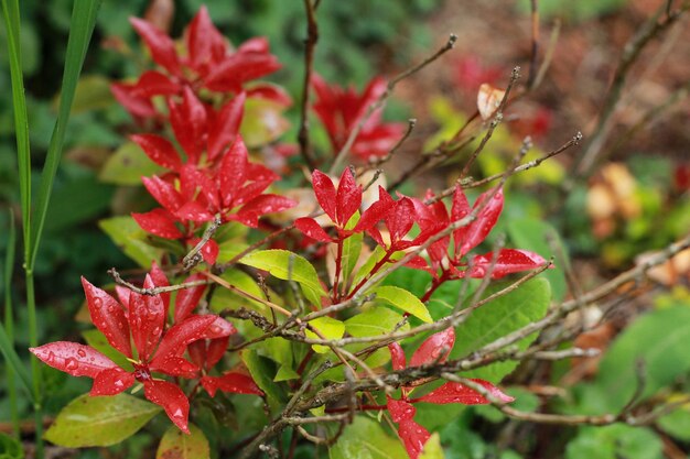 Photo close-up of red flowering plant