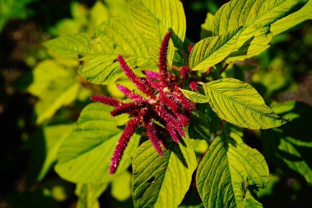 Photo close-up of red flowering plant