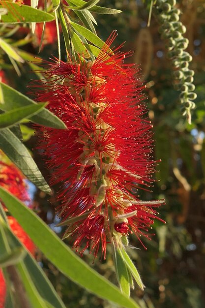 Close-up of red flowering plant