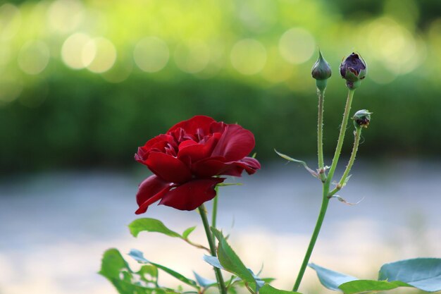 Close-up of red flowering plant