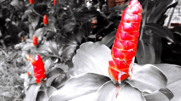 Close-up of red flowering plant