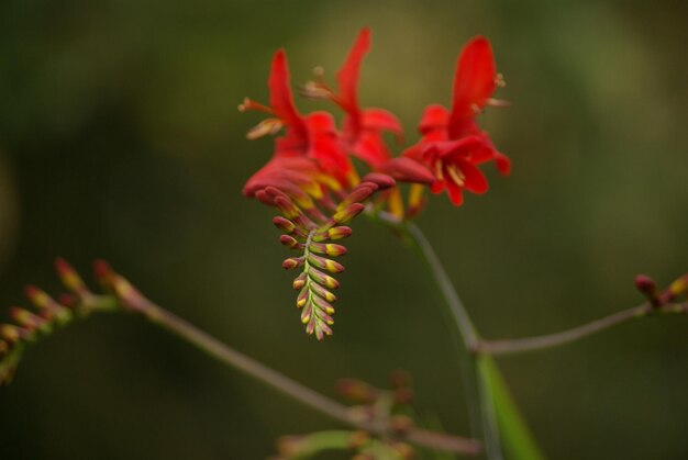 Foto prossimo piano di una pianta a fiori rossi