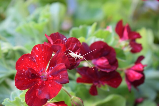 Close-up of red flowering plant