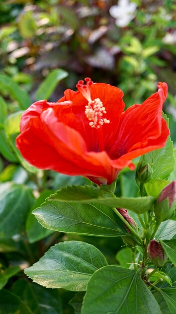 Close-up of red flowering plant