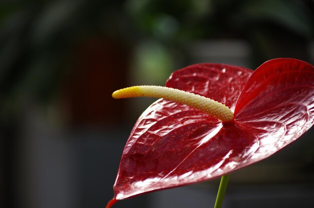 Photo close-up of red flowering plant