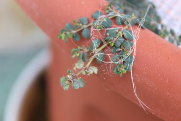 Photo close-up of red flowering plant