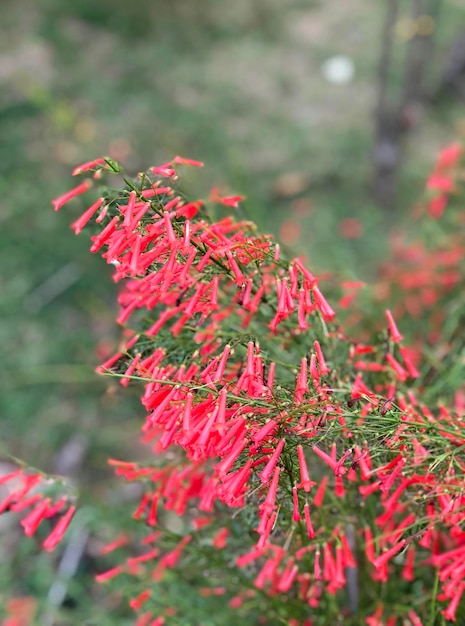 赤い花を ⁇ かせる植物のクローズアップ