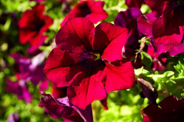 Photo close-up of red flowering plant