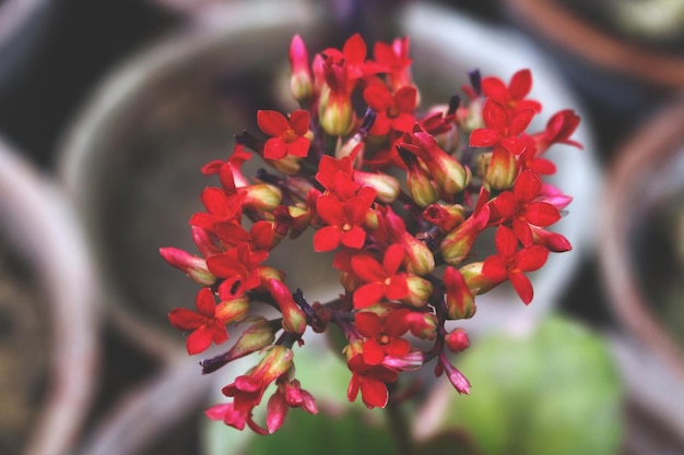 Foto close-up di una pianta a fiore rosso