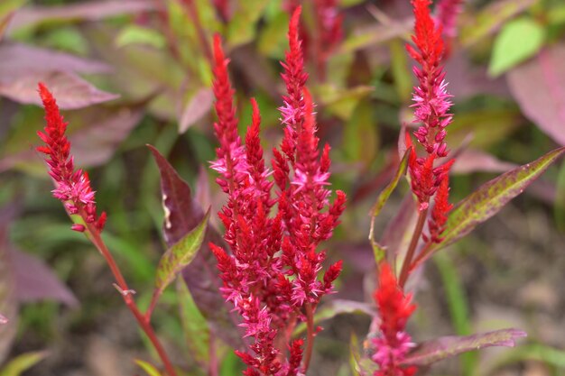 Photo close-up of red flowering plant