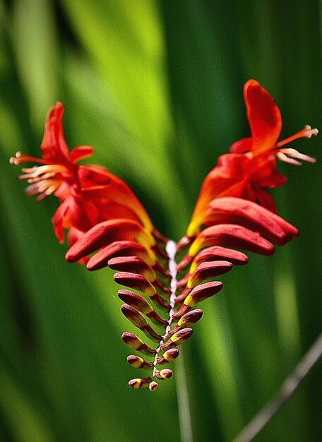 Foto prossimo piano di una pianta a fiori rossi