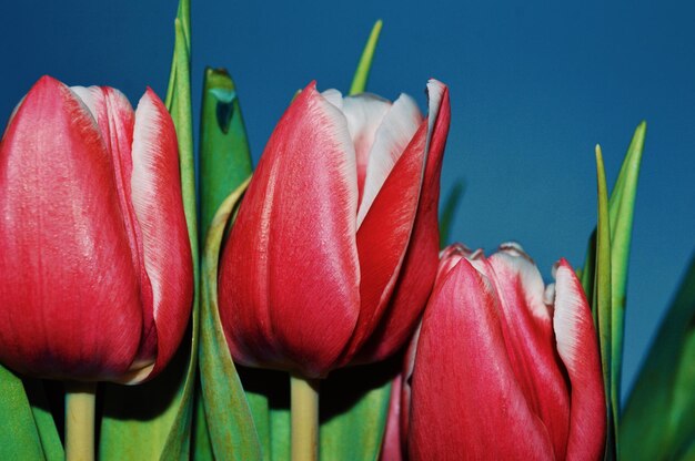 Photo close-up of red flowering plant