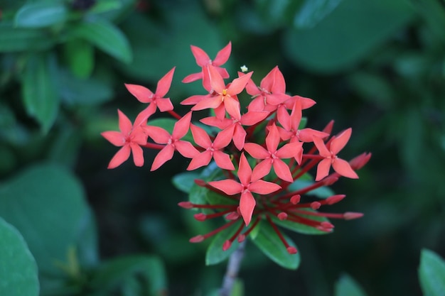 Близкий план красного цветущего растения