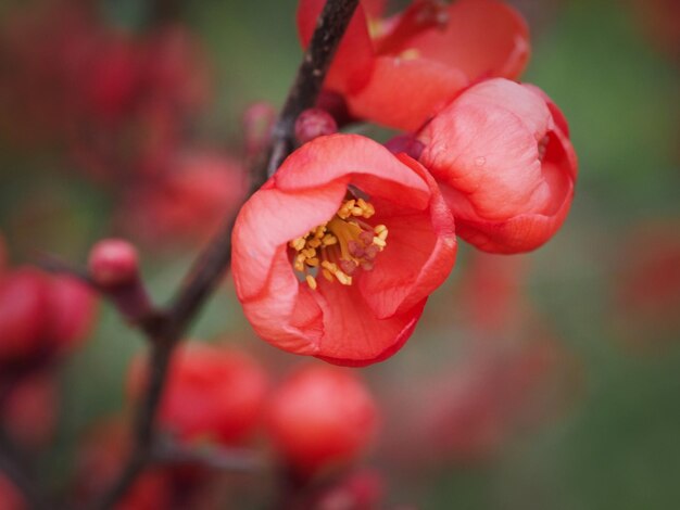 Photo close-up of red flowering plant