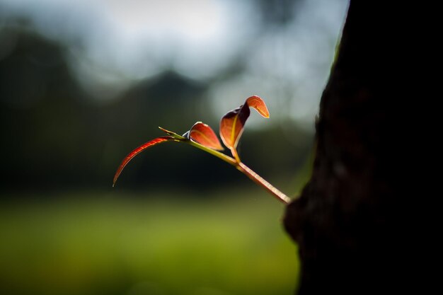 Photo close-up of red flowering plant