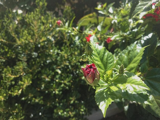 Photo close-up of red flowering plant