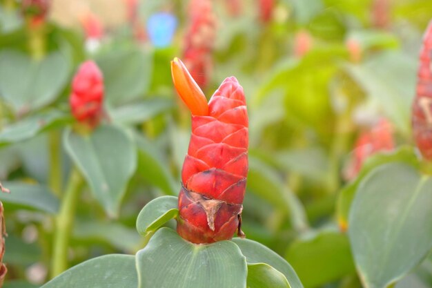 Photo close-up of red flowering plant