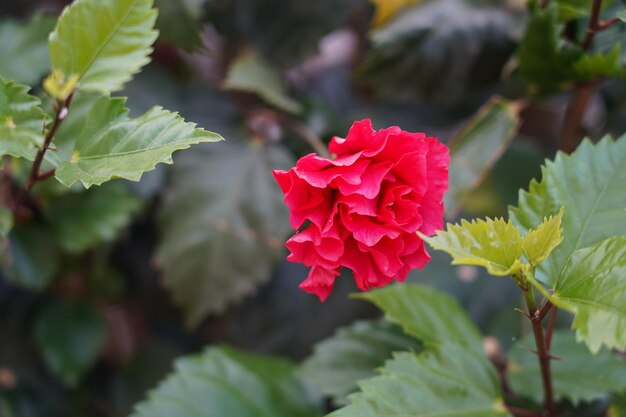 Foto prossimo piano di una pianta a fiori rossi