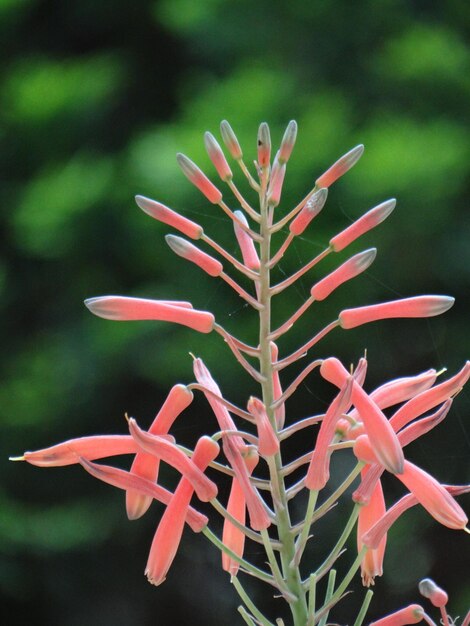 Photo close-up of red flowering plant