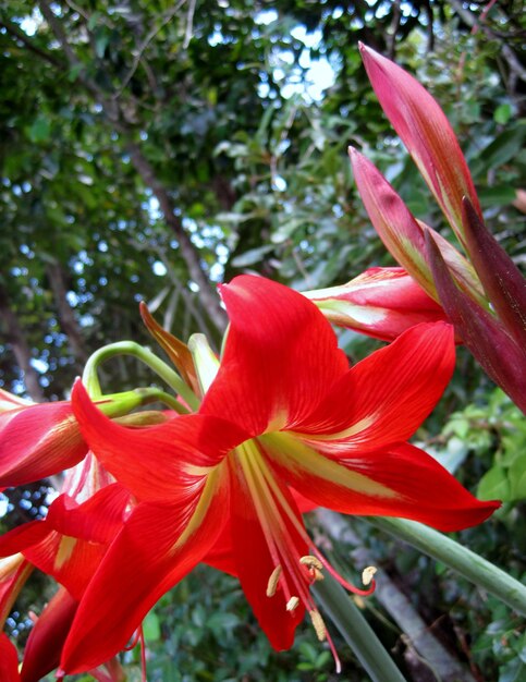 Close-up of red flowering plant