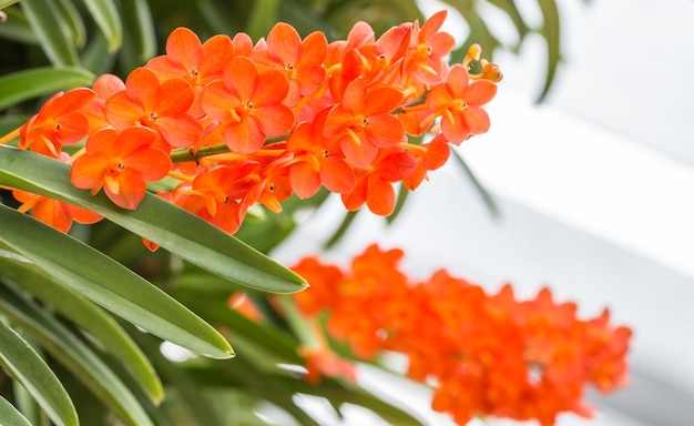 Close-up of red flowering plant