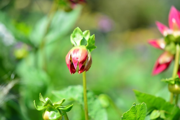 Close-up of red flowering plant