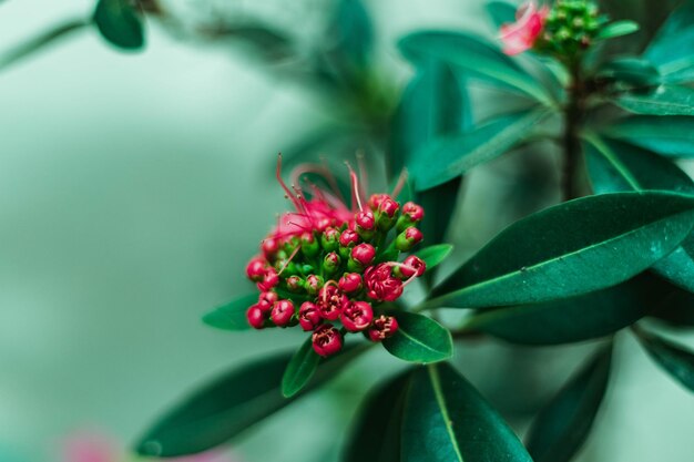 Photo close-up of red flowering plant