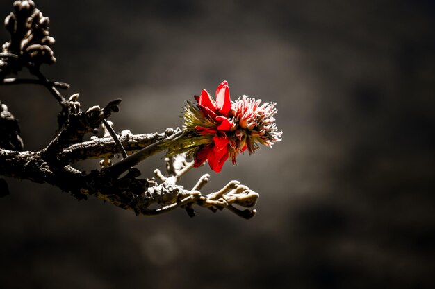 Foto prossimo piano di una pianta a fiori rossi